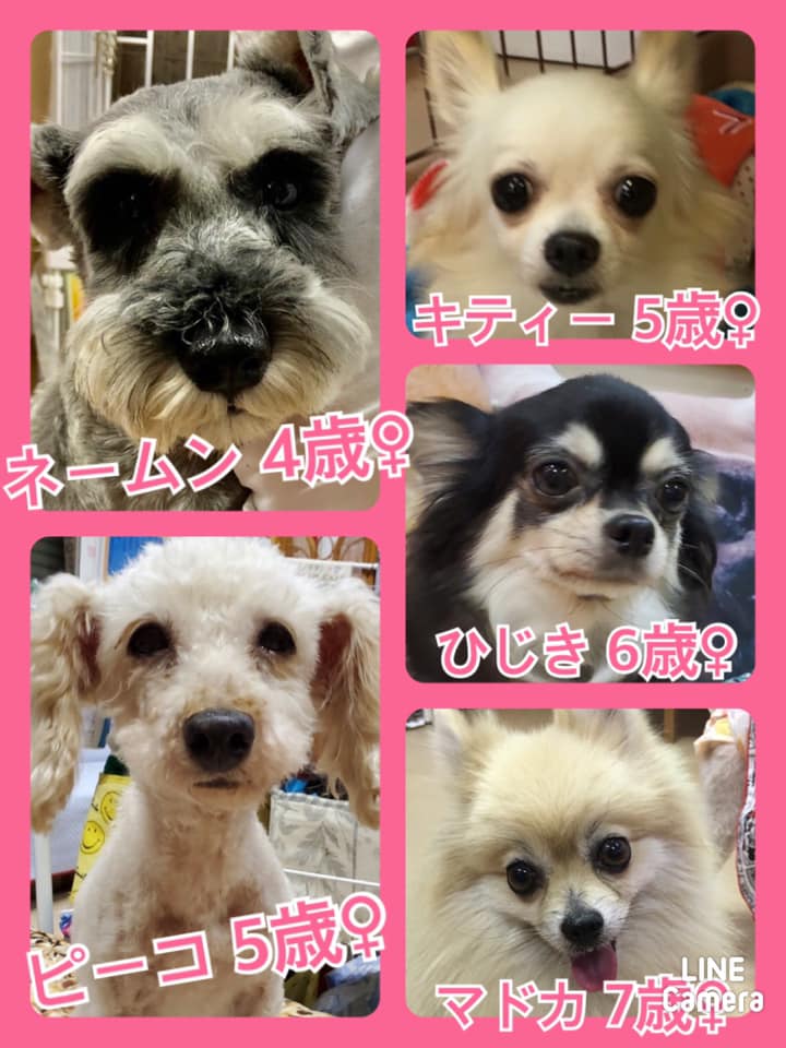 🐾今日の里親様募集中ワンコ🐶メンバーです🐾2020,8,27